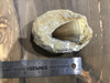 Mosasaur xl tooth on matrix